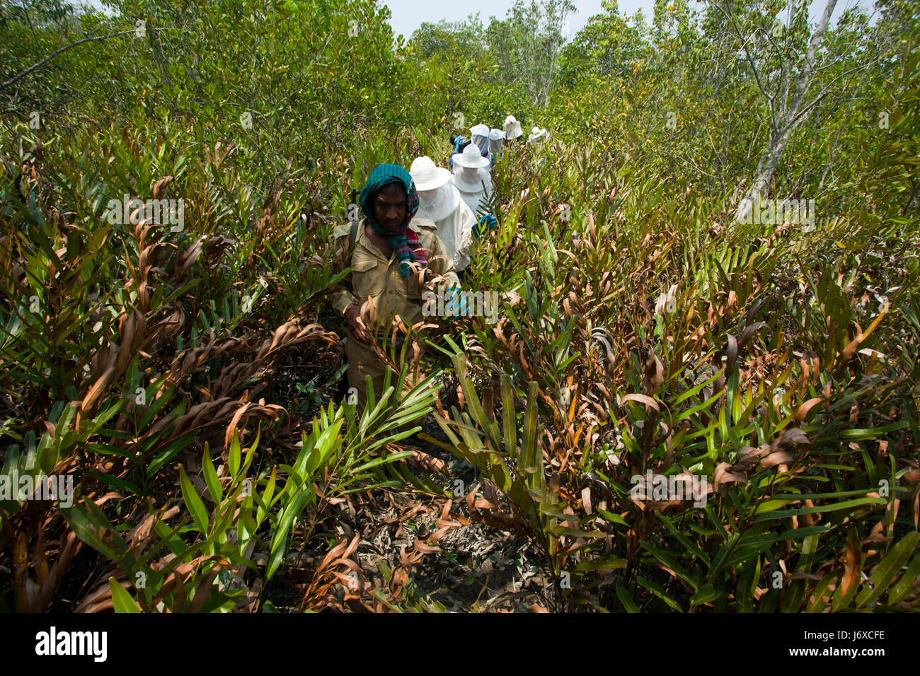 Les touristes se promènent à surveiller la récolte du miel dans les Sundarbans, Site du patrimoine mondial de l'UNESCO et une réserve faunique. Satkhira, au Bangladesh. Banque D'Images
