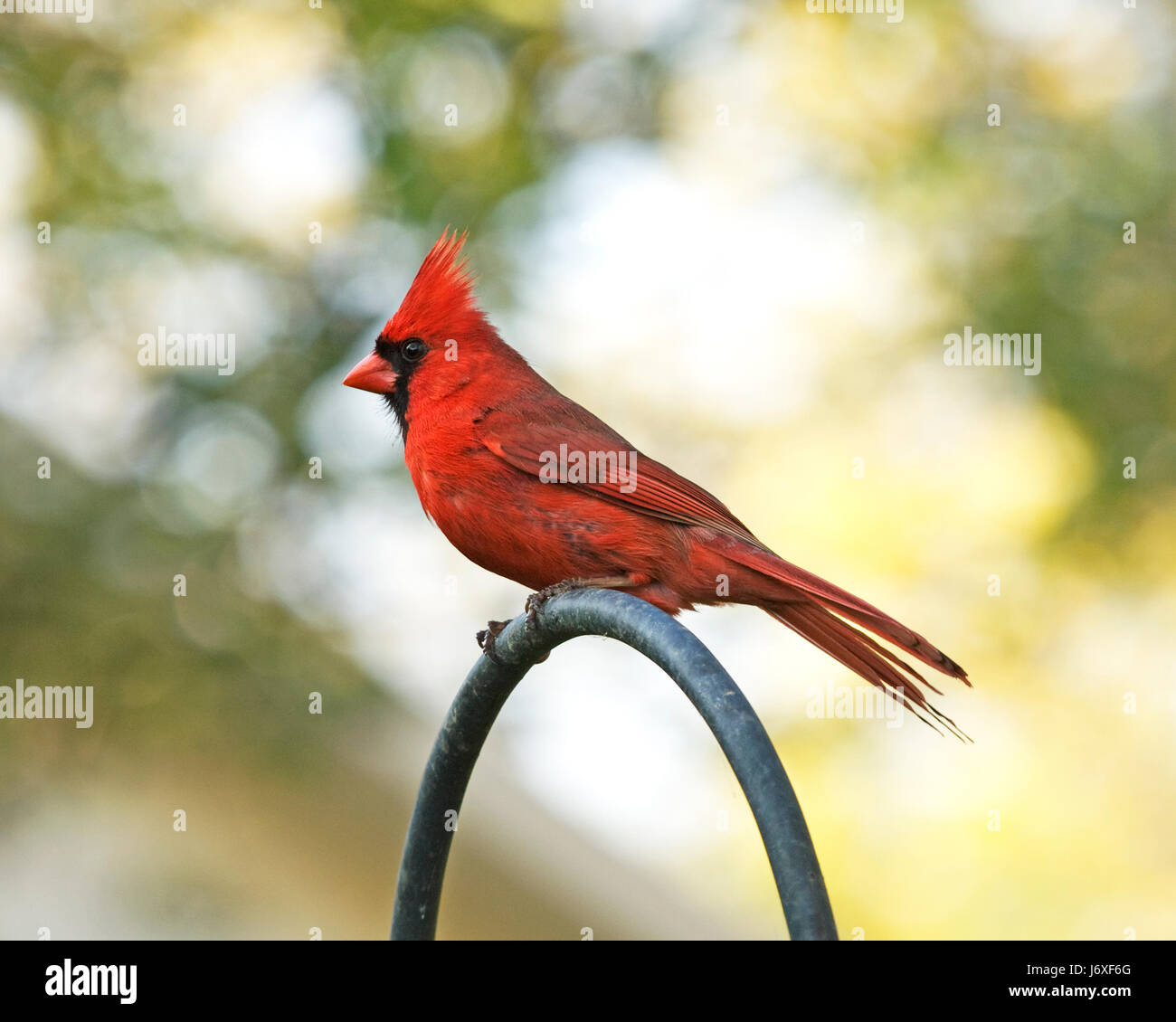Oiseau rouge cardinal masculin Masculin bec d'aile arrière de la faune plumes masque cardinal Banque D'Images