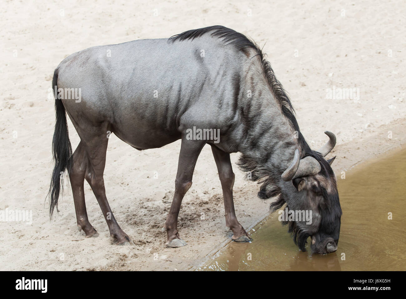 Le Gnou bleu (Connochaetes taurinus), également connu sous le nom de chat de GNU. Banque D'Images