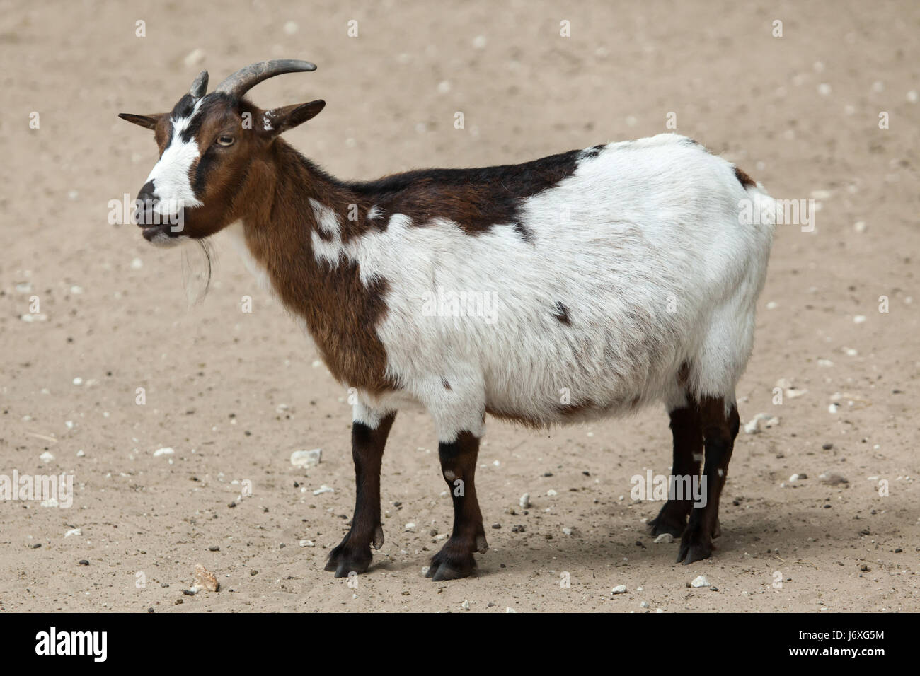 La chèvre domestique (Capra aegagrus hircus). Des animaux de ferme. Banque D'Images