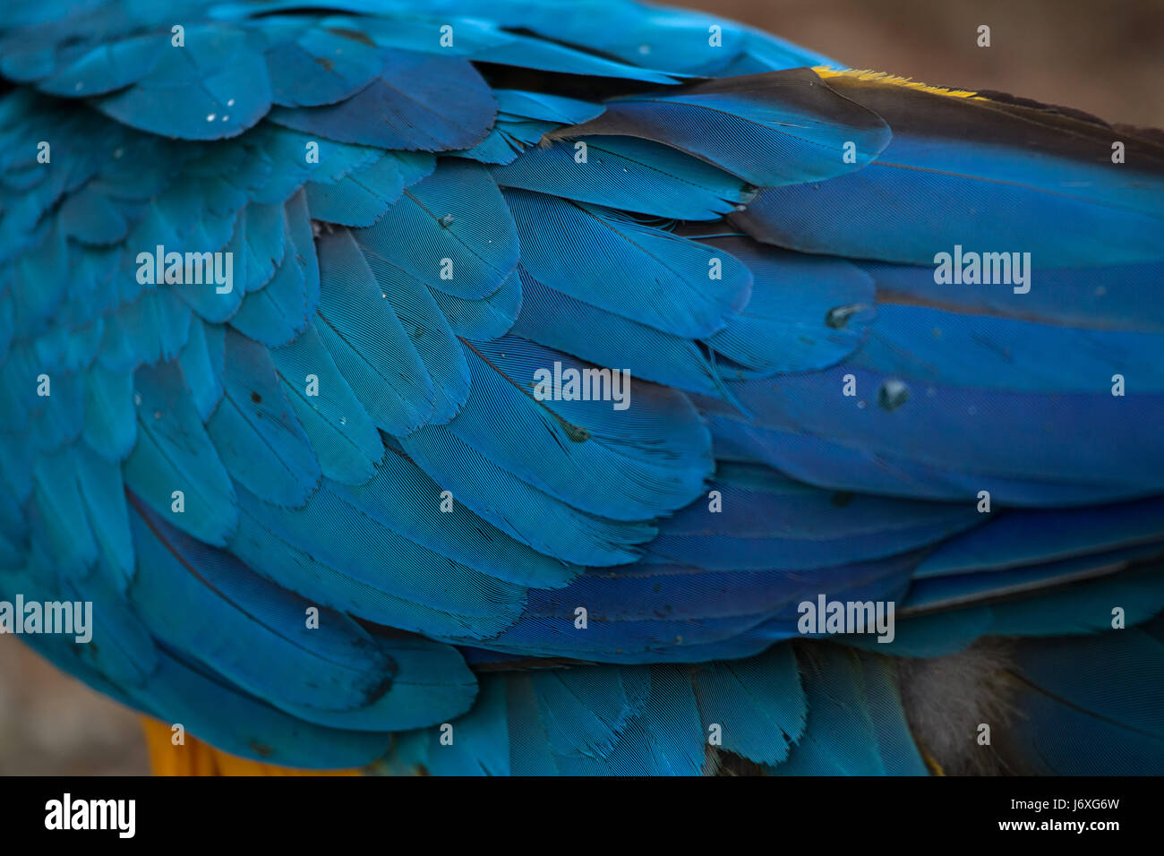 Blue-and-yellow macaw (Ara ararauna), également connu sous le nom de bleu et or ara. La texture du plumage, Banque D'Images Blue-and-yellow macaw (Ara ararauna), également connu sous le nom de bleu et or ara. La texture du plumage, Banque D'Images