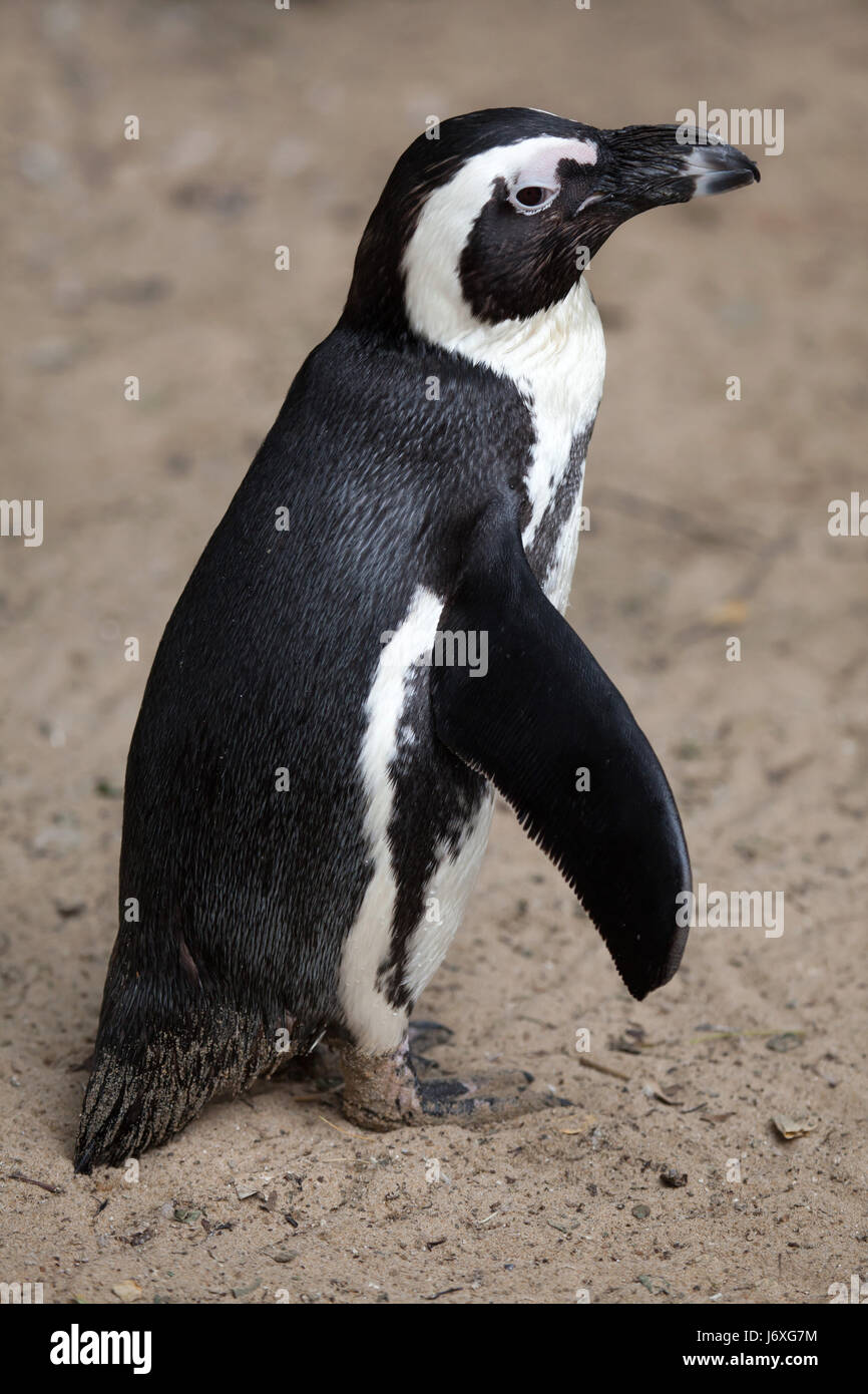 Manchot du Cap (Spheniscus demersus), également connu sous le nom de la Jackass penguin ou putois pingouin. Banque D'Images