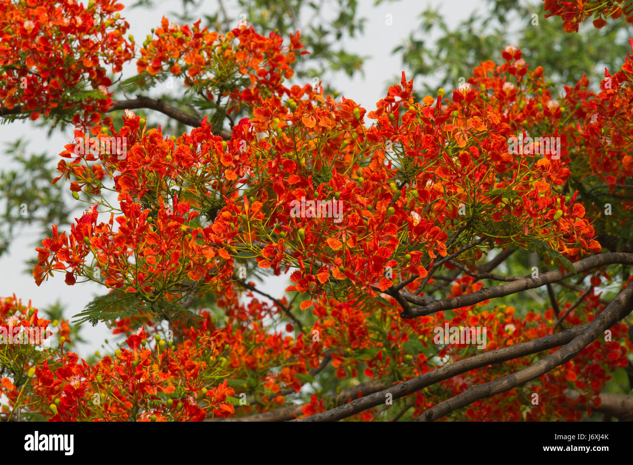 Krishnachura ou Flame Tree ou Gulmohar. Nom botanique Delonix regia. Dhaka, Bangladesh Banque D'Images