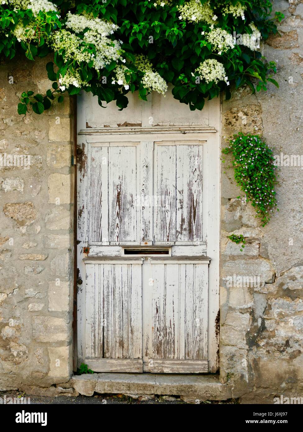 Vieille porte en bois blanc, avec la fente au milieu, mettre en mur de  pierre avec feuillage vert luxuriant avec des fleurs blanches sur le dessus  en cascade, Bayeux, France Photo Stock -