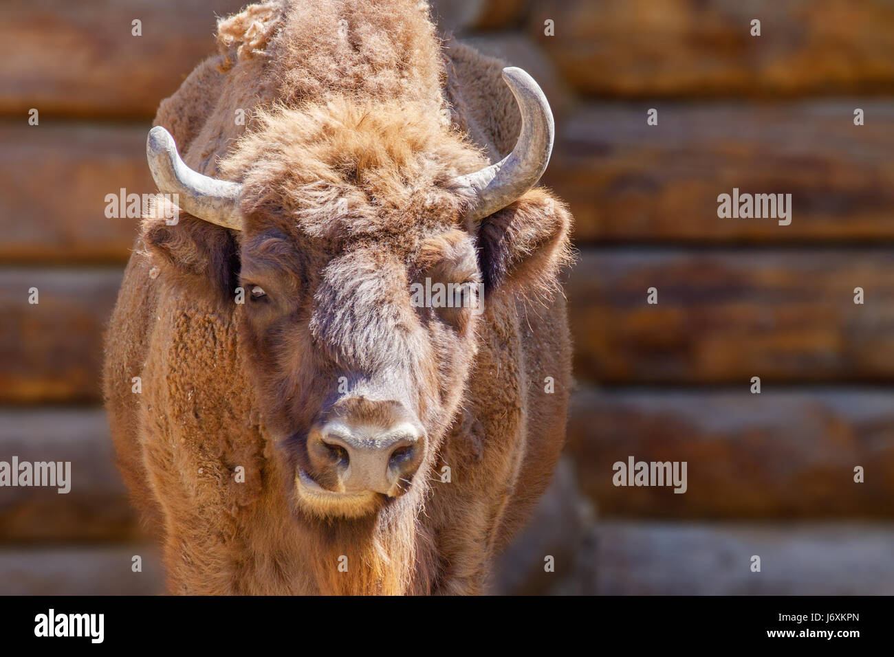 Image de la tête d'un taureau rouge près du mur d'une maison en bois Banque D'Images