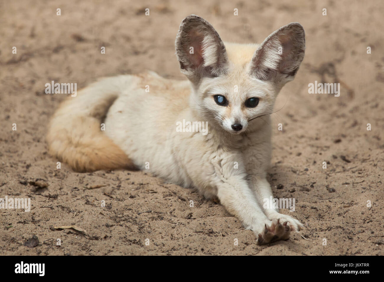 Fennec fox (Vulpes zerda). Des animaux de la faune. Banque D'Images