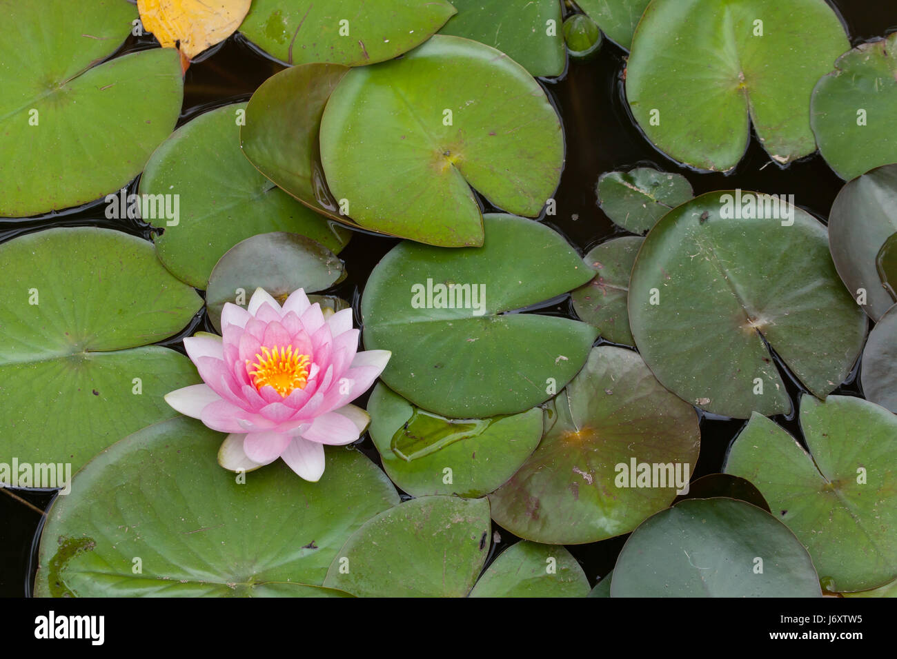 Star lotus (Nymphaea nouchali), également connu sous le nom de nénuphar blanc. Banque D'Images