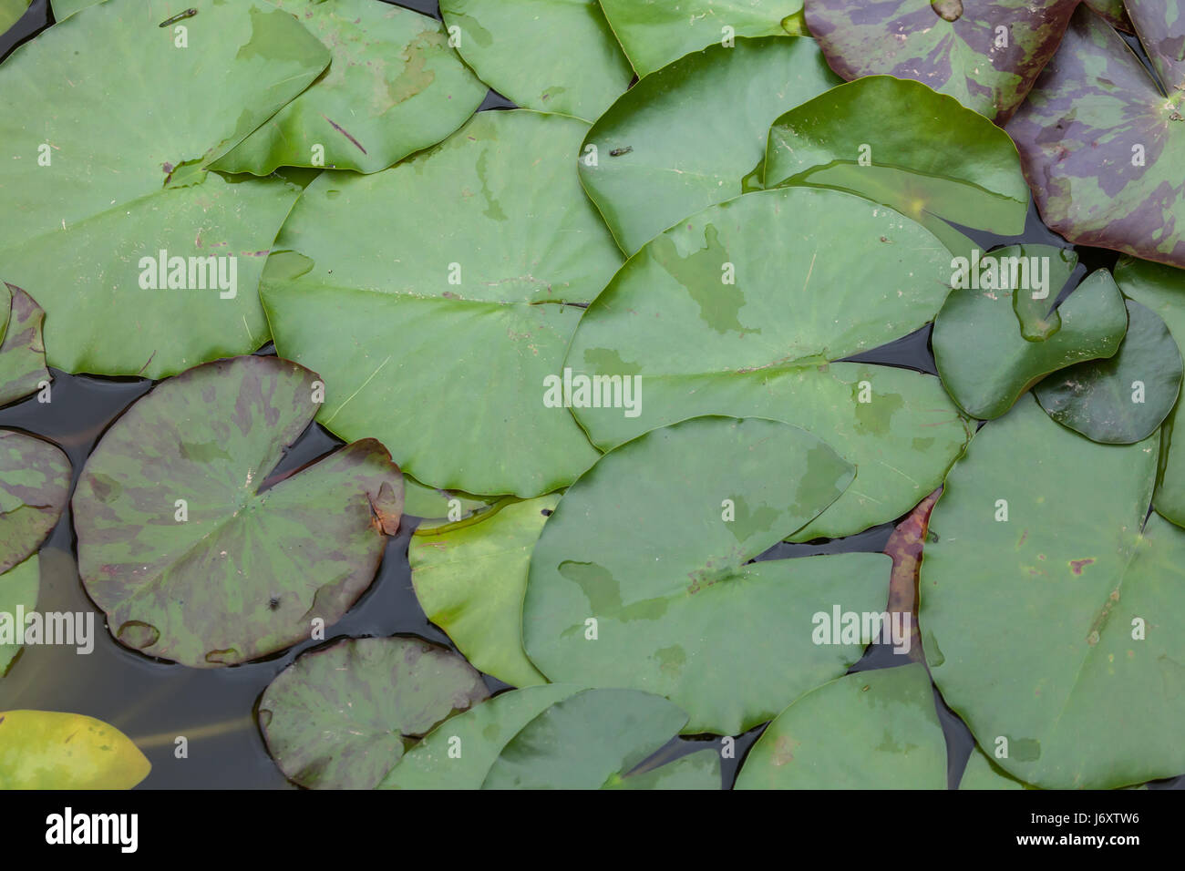 Star lotus (Nymphaea nouchali), également connu sous le nom de nénuphar blanc. Banque D'Images