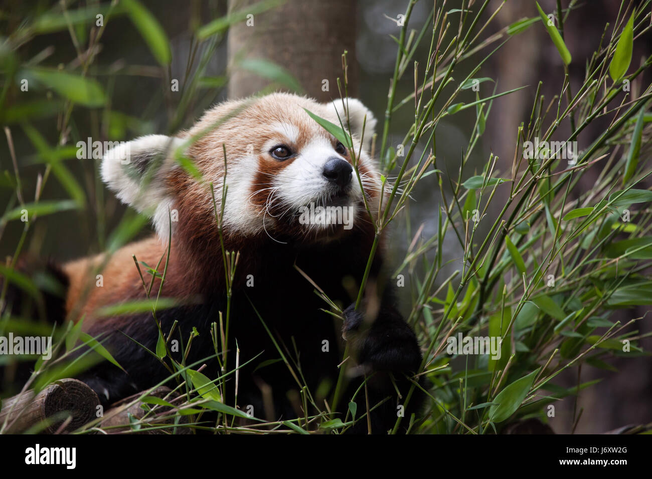 Panda rouge (Ailurus fulgens fulgens), également connu sous le nom de panda rouge népalaise. Banque D'Images