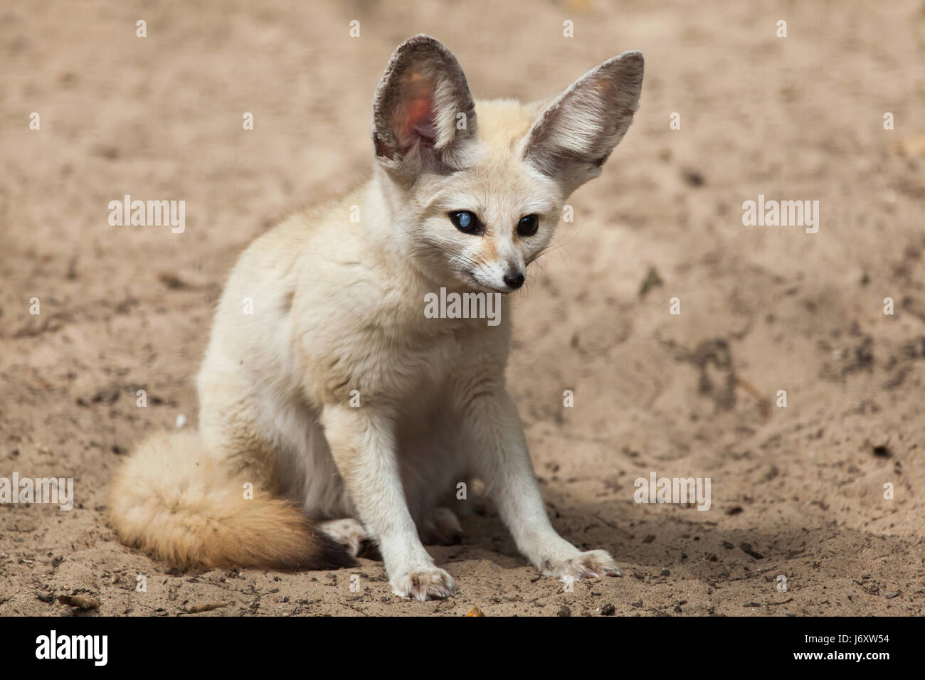 Fennec fox (Vulpes zerda). Des animaux de la faune. Banque D'Images