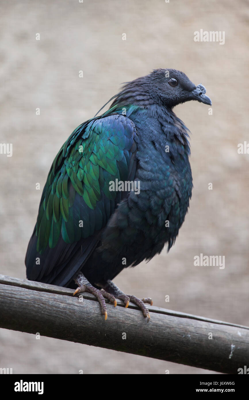 Pigeon Nicobar (Caloenas nicobarica). Des animaux de la faune. Banque D'Images