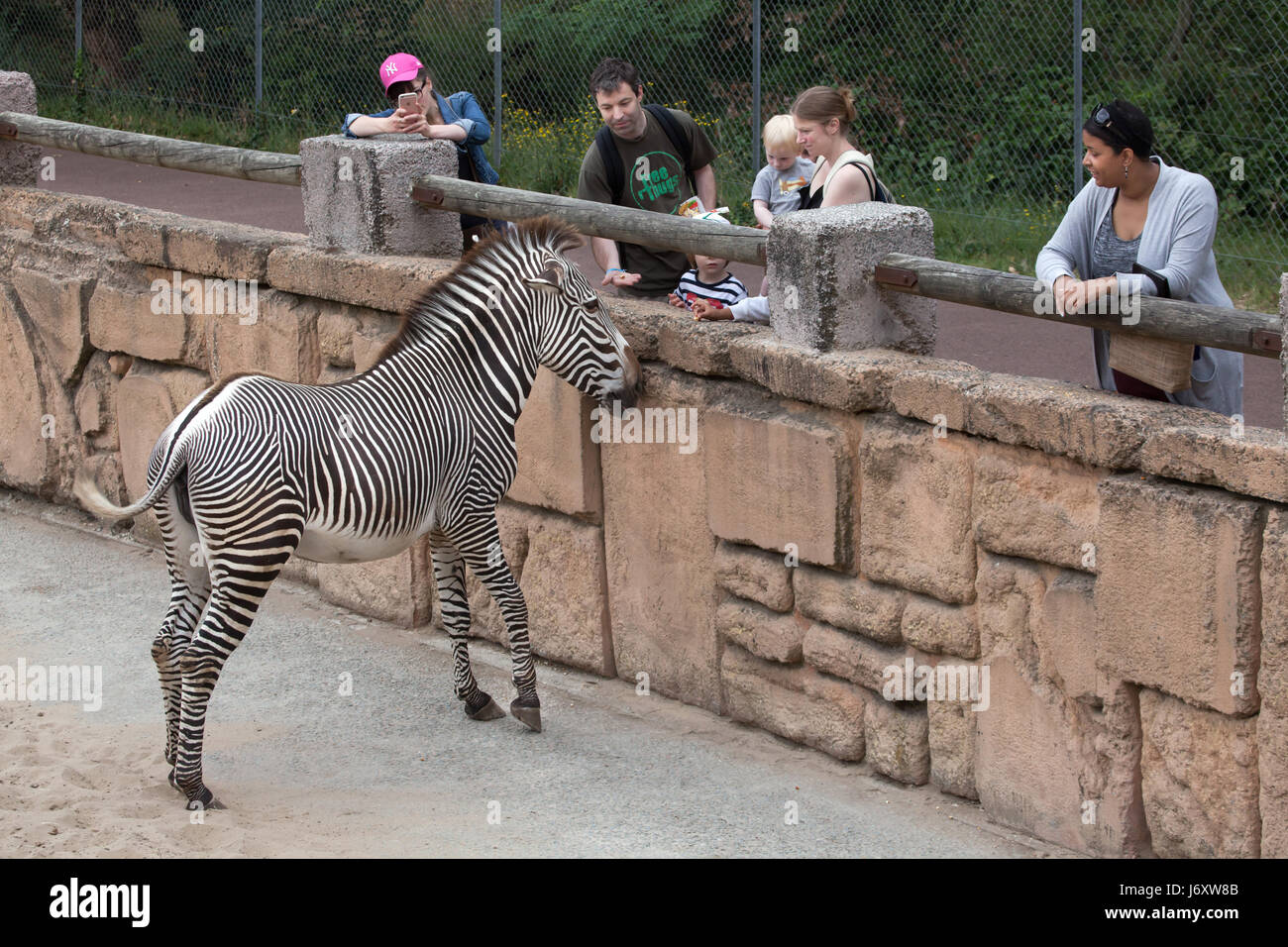 Les visiteurs qui cherchent à le Zèbre de Grévy (Equus grevyi), également connu sous le nom de l'imperial zebra au Zoo de La Palmyre (Zoo de La Palmyre) dans Les Mathes, Charente-M Banque D'Images