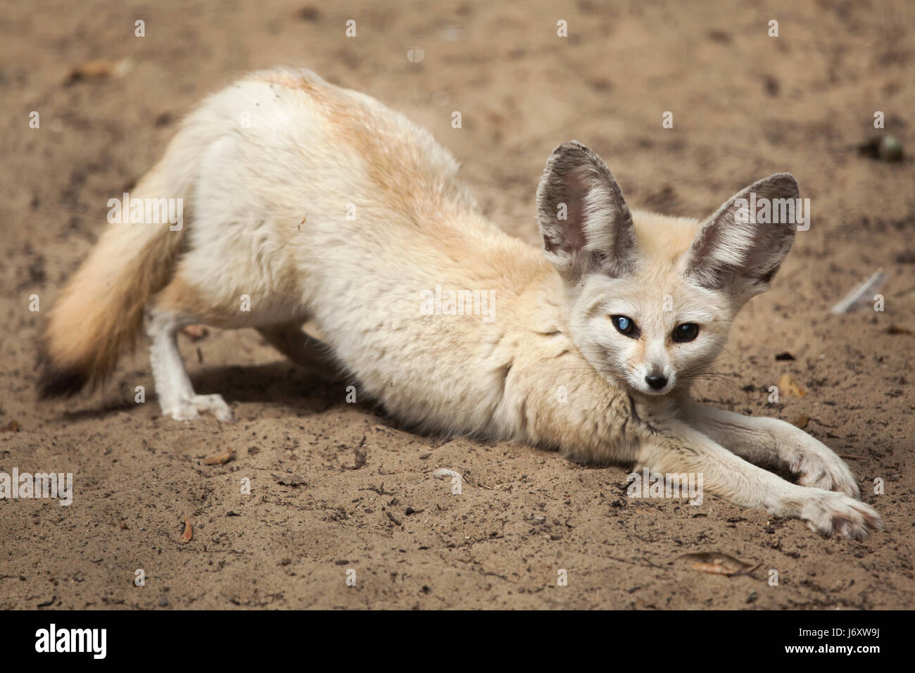 Fennec fox (Vulpes zerda). Des animaux de la faune. Banque D'Images