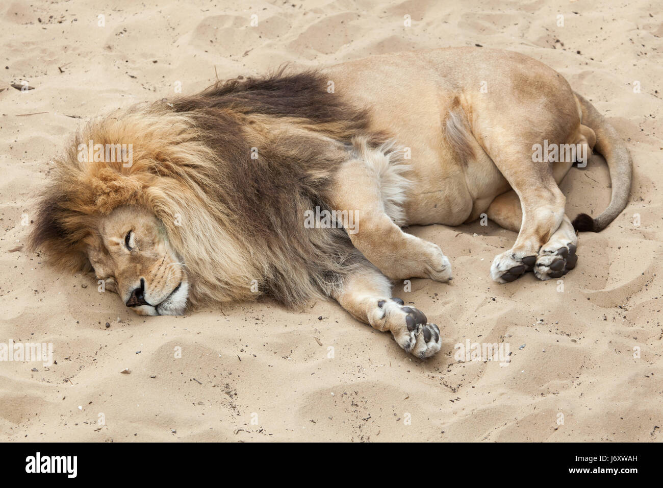 Lion (Panthera leo). Des animaux de la faune. Banque D'Images