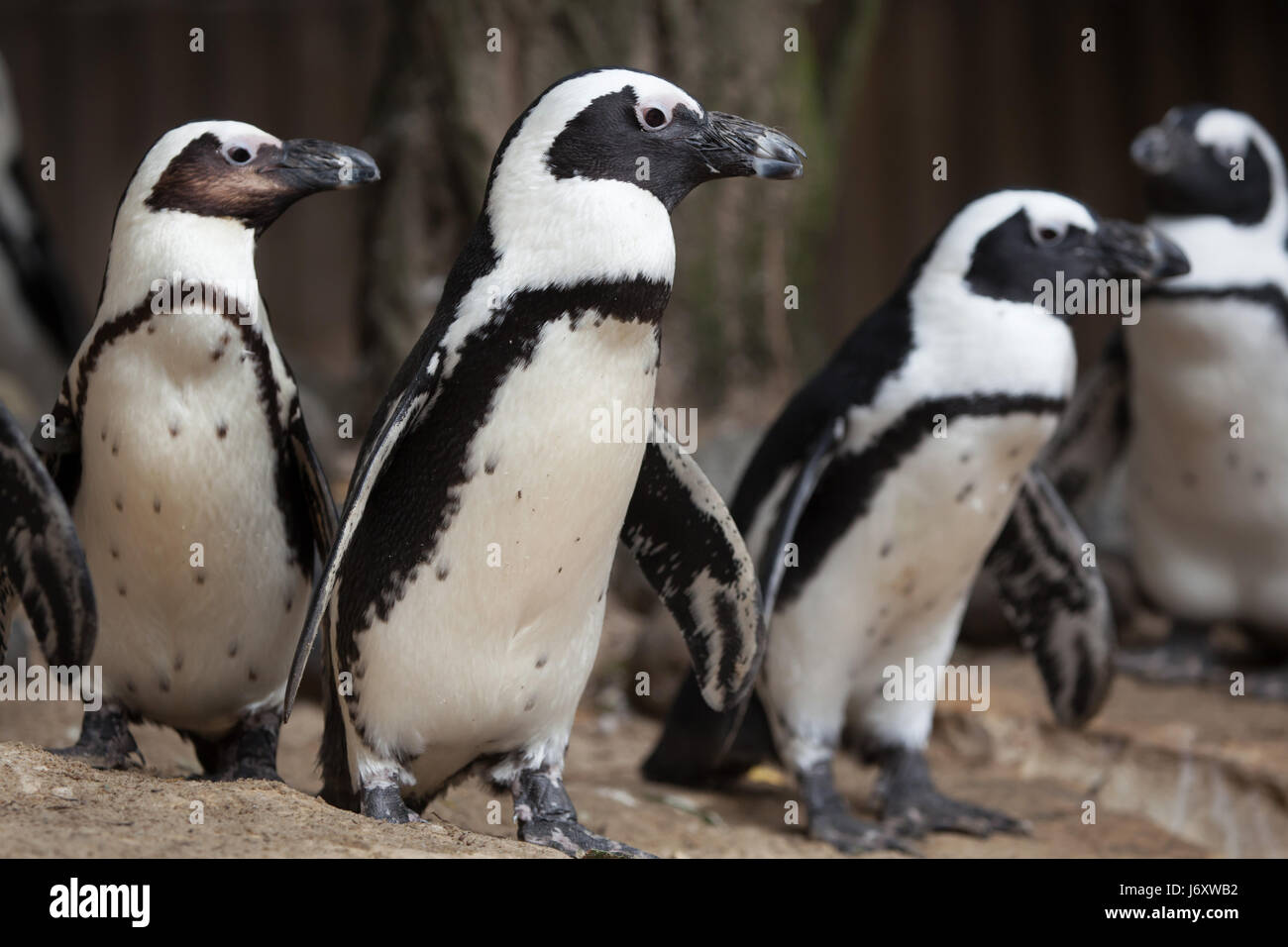 Manchot du Cap (Spheniscus demersus), également connu sous le nom de la Jackass penguin ou putois pingouin. Banque D'Images