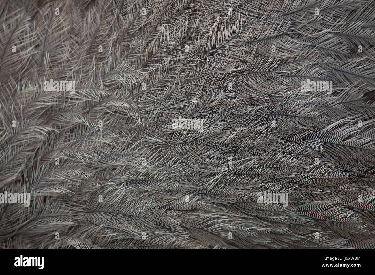 Nandou (Rhea americana), également connu sous le nom de la politique commune de RHEA. La texture du plumage. Banque D'Images
