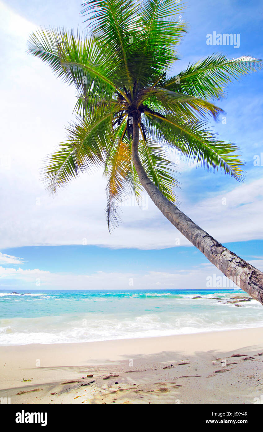 Bord de plage la plage mer eau salée de palmiers tropicaux de l'océan bleu de l'eau de mer Banque D'Images