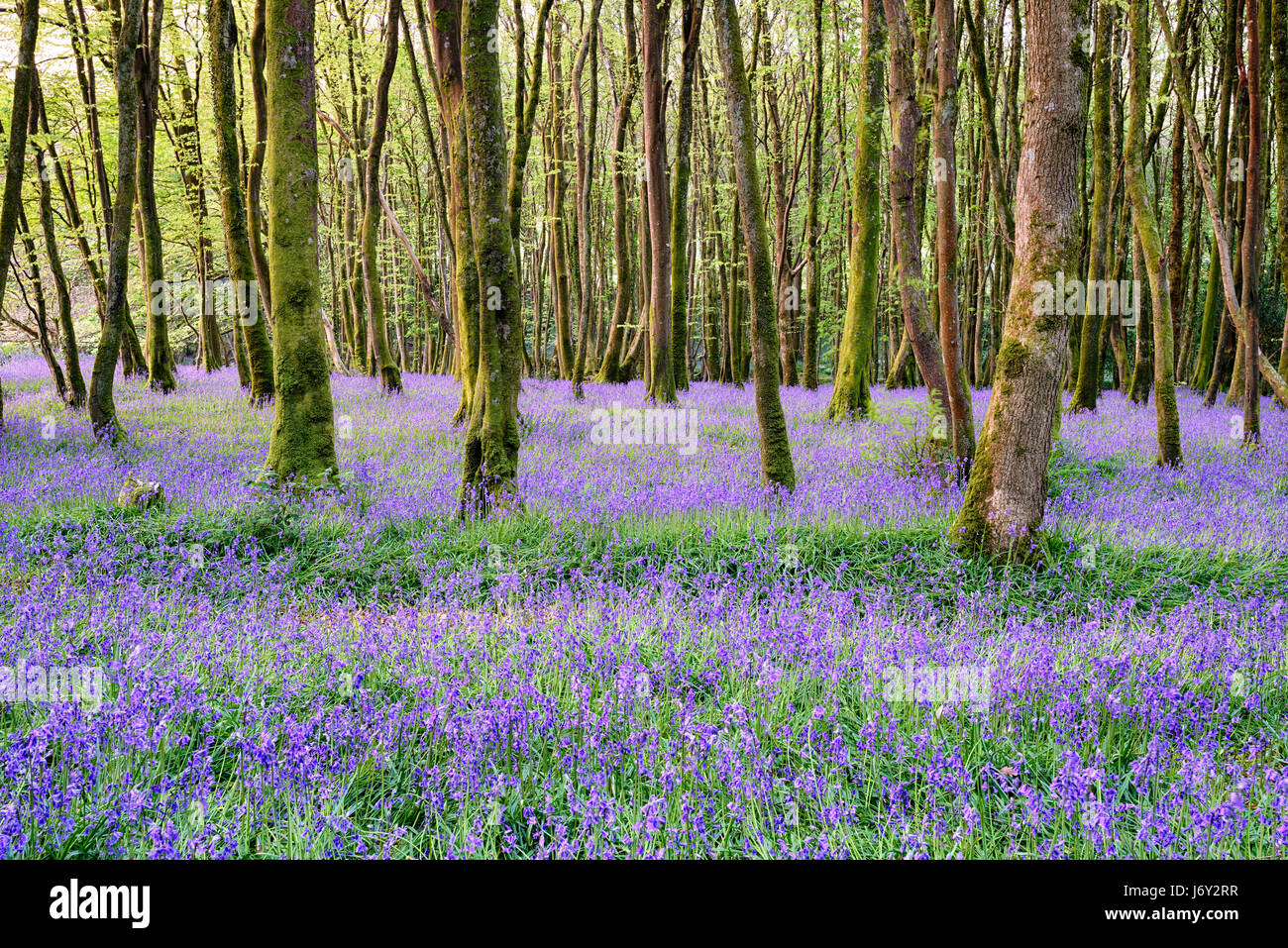 À bois Bluebell Hayle Cornwall dans la campagne Banque D'Images