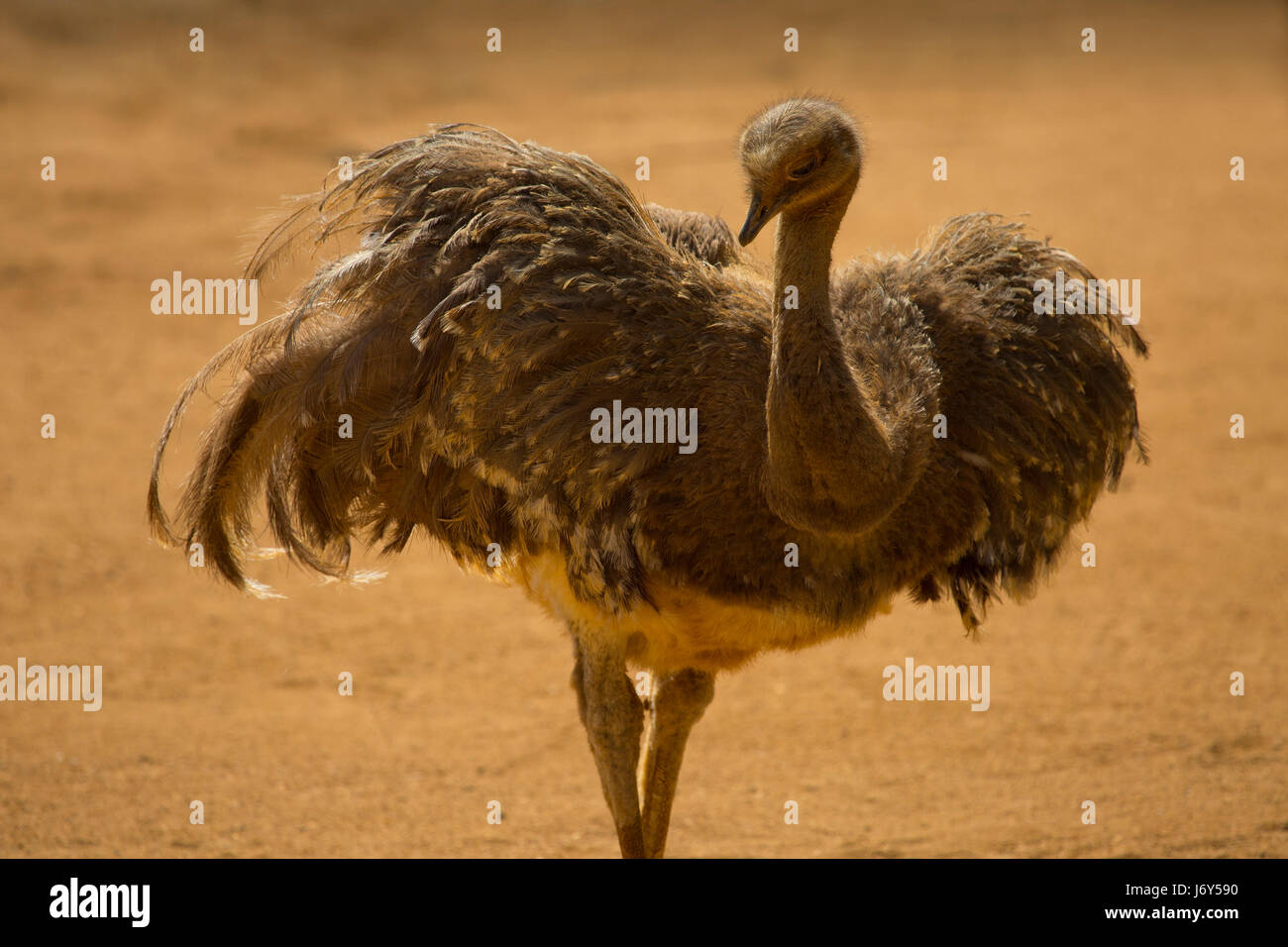 Un Darwin's Rhea posant dans le soleil dans un désert aride, avec ailes déployées Banque D'Images