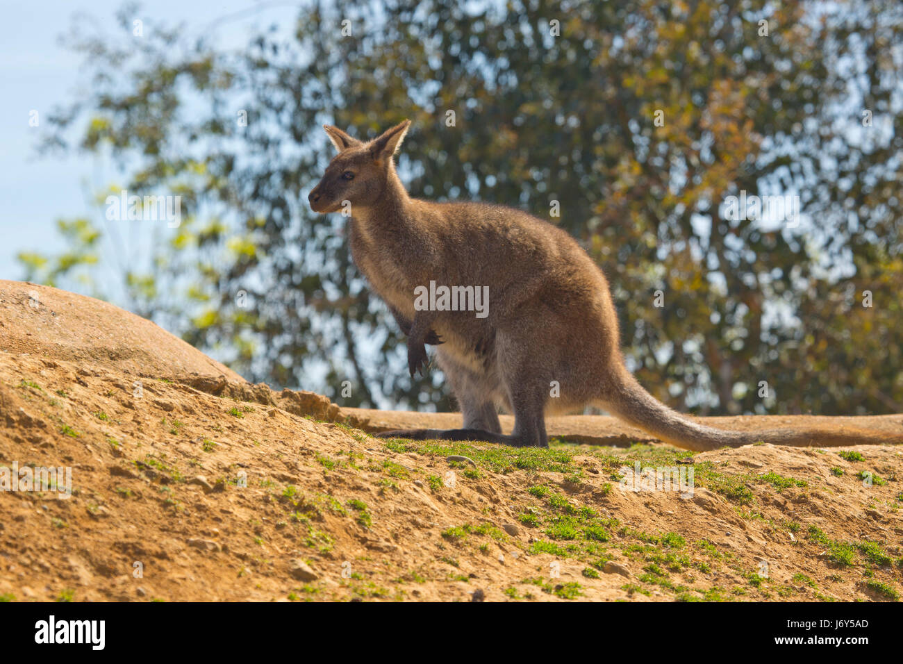 Un wallaby australien assis sur un rocher avec des arbres en arrière-plan Banque D'Images