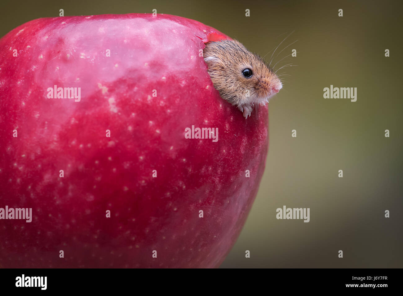 Gros plan d'une tête de souris apparaissant sortant d'une pomme rouge Banque D'Images