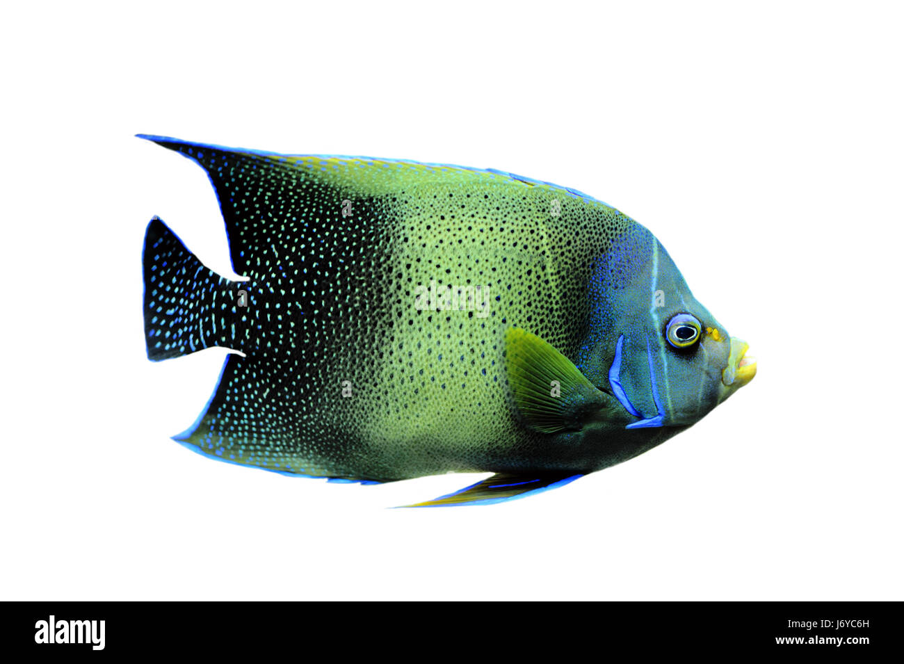 Coran poisson sous l'eau sel de mer océan eau aquarium animaux bleu fermer Banque D'Images