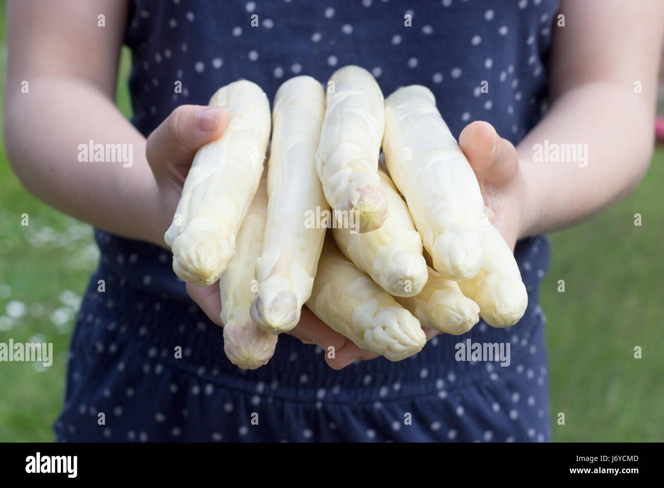 L'asperge blanche est tenu dans les mains Banque D'Images