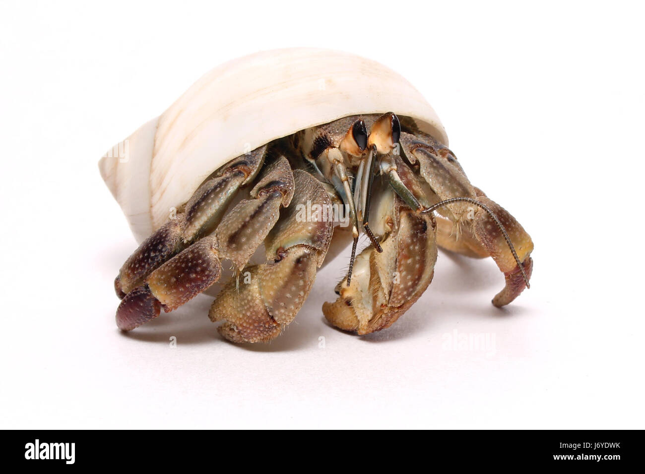 Macro Macro close-up admission vue en gros animal animaux coquillage crabe Banque D'Images