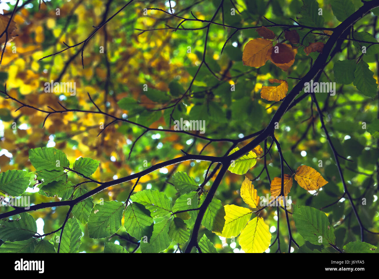 Un cluster d'orange jaune feuilles d'érable dorées signifiant et encadré par l'automne feuillage vert luxuriant. Banque D'Images