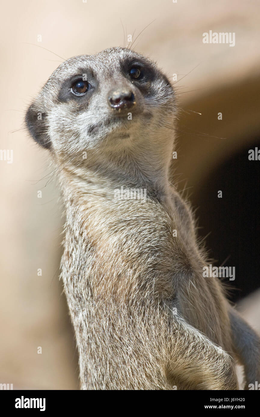 Les suricates suricates mammifère animal divertissement Afrique Namibie bouche yeux portrait Banque D'Images