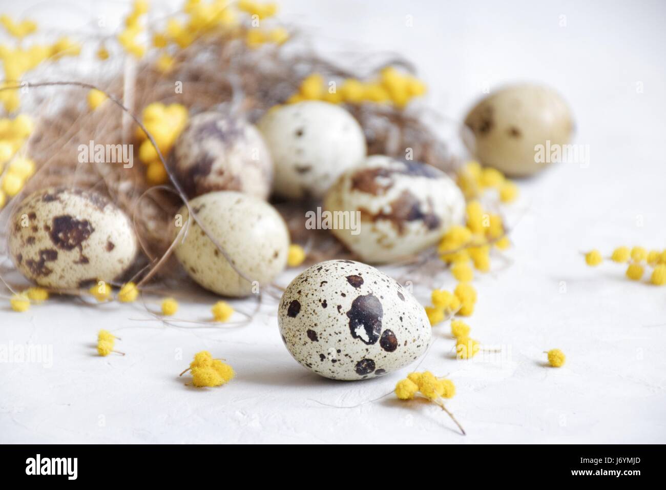 Des oeufs de cailles dans un nid d'oiseau avec du jaune mimosa Banque D'Images