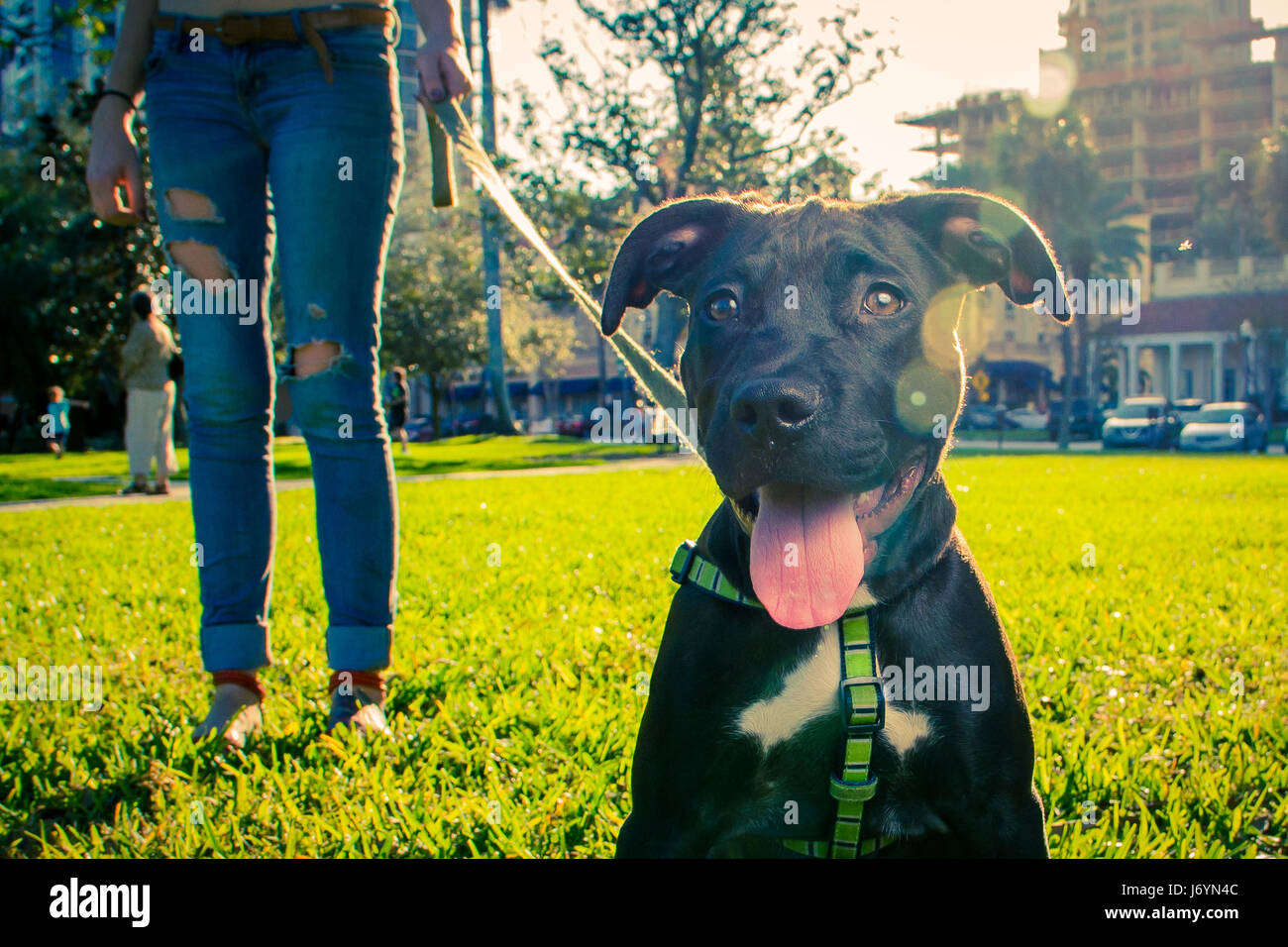 Femme debout dans le parc avec Staffordshire Terrier Puppy, Saint-Pétersbourg, Floride, États-Unis Banque D'Images