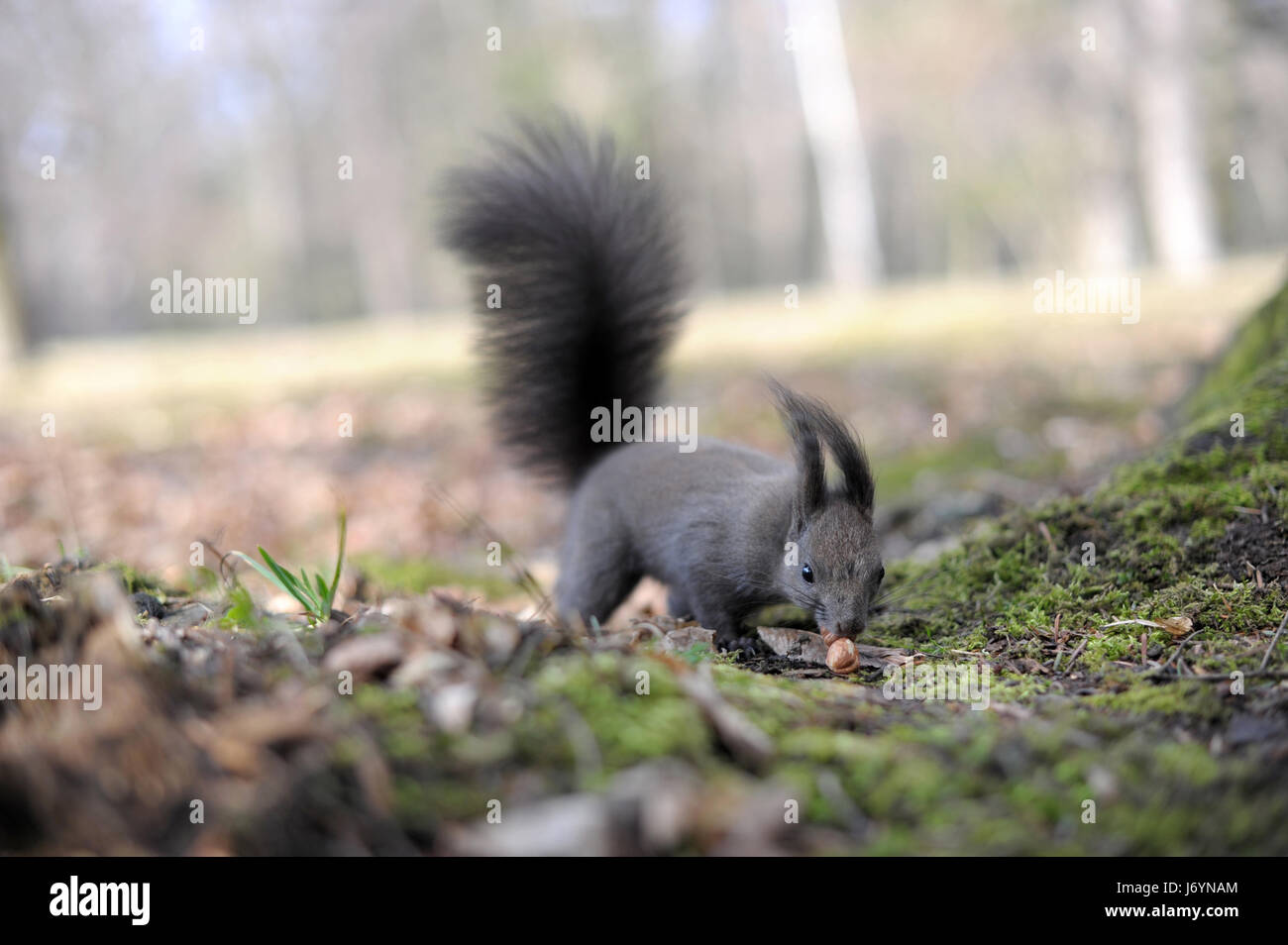 L'écureuil gris foncé européenne Banque D'Images