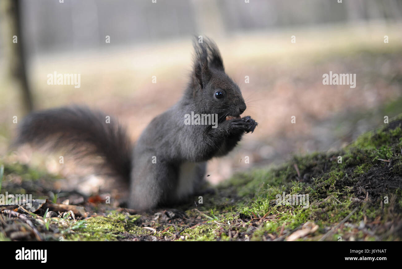 L'écureuil gris foncé européenne manger une noix Banque D'Images