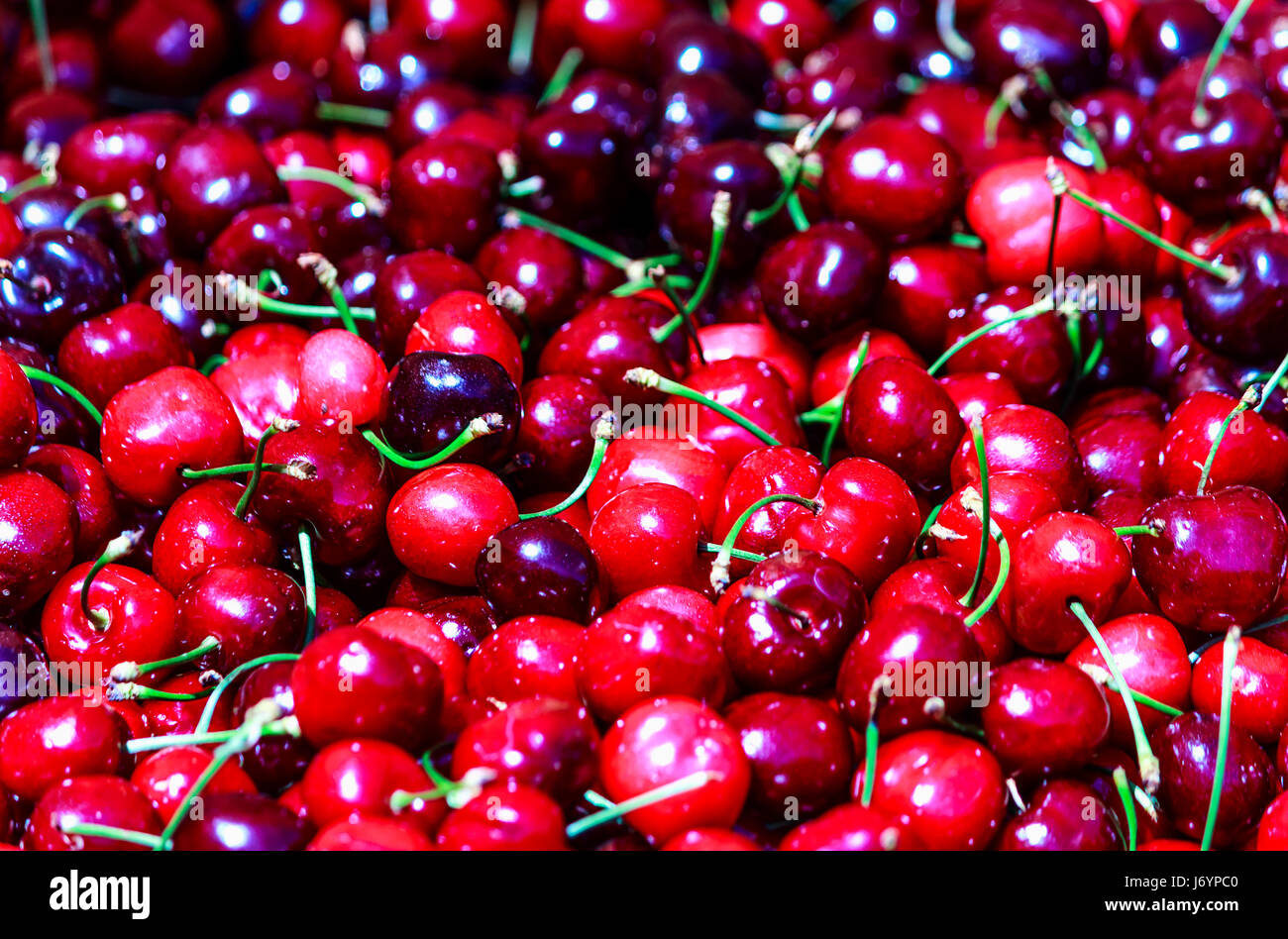 La cerise douce fraîchement labourés Banque D'Images