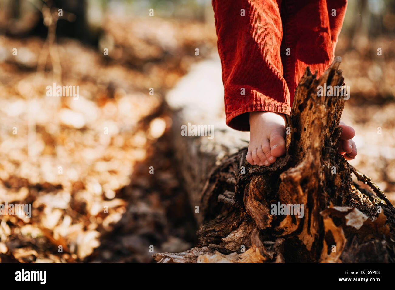 Garçon pieds nus debout sur un arbre tombé la forêt Banque D'Images