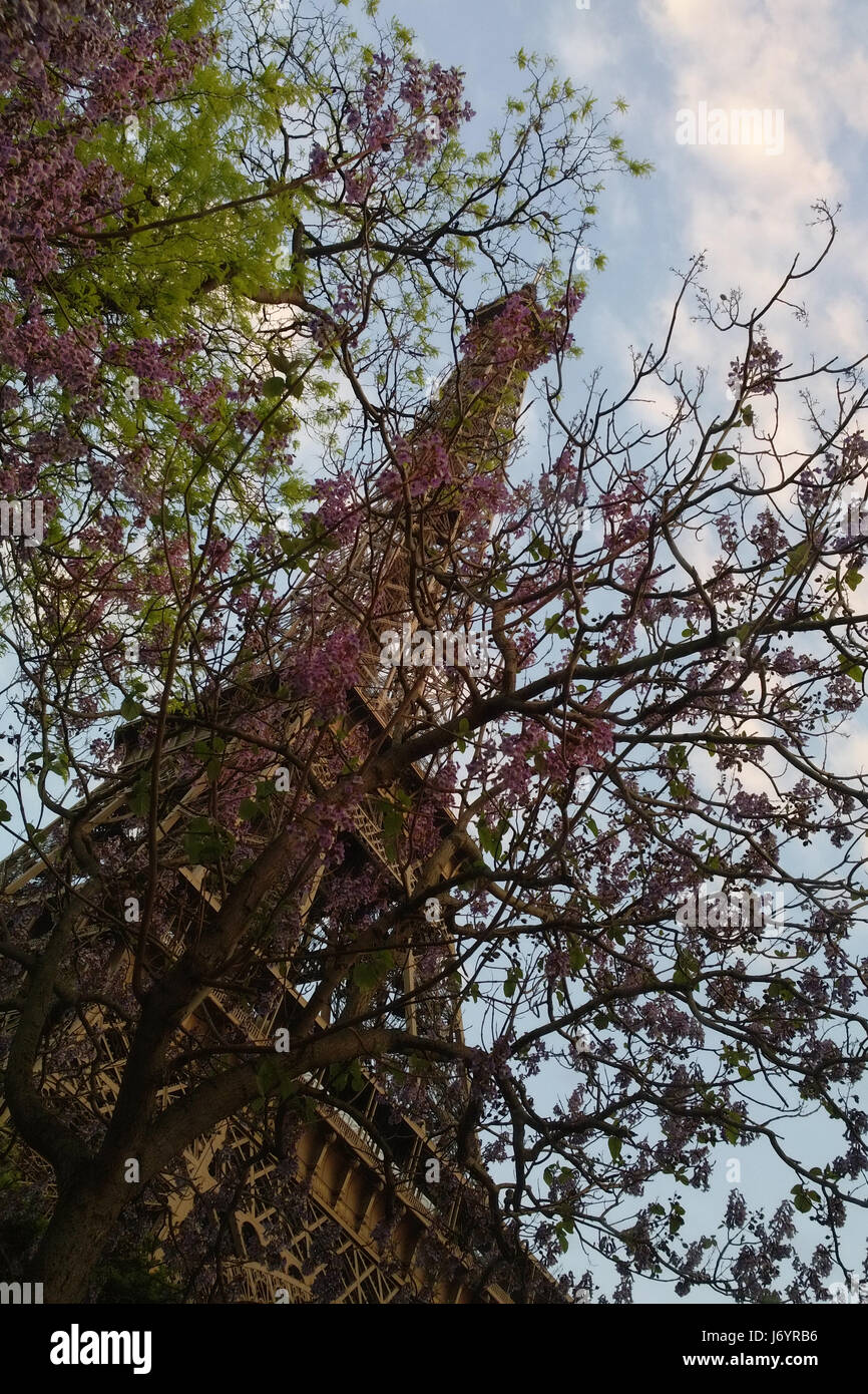 La Tour Eiffel à travers les arbres Banque D'Images