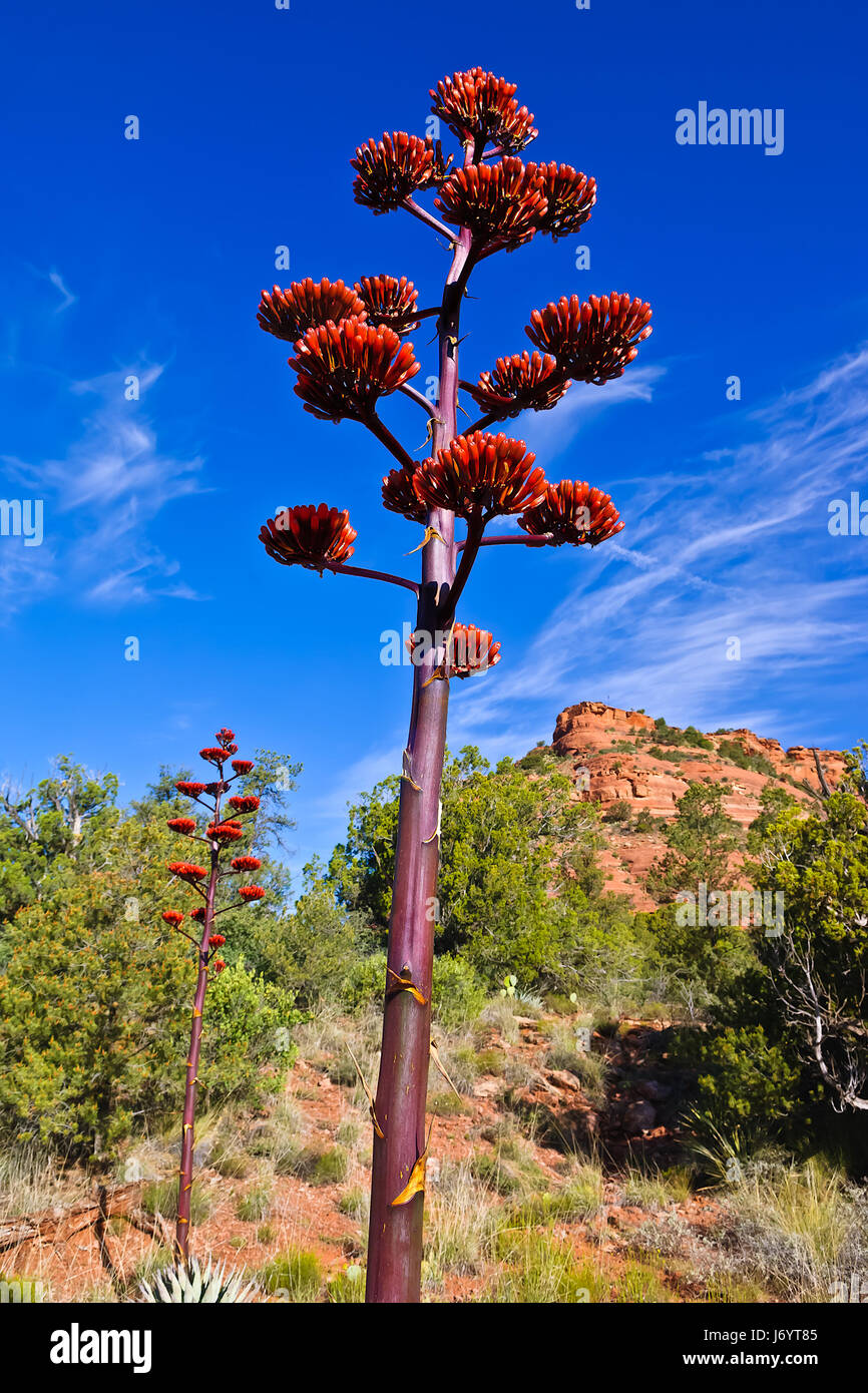 Tige de fleur d'Agave, Sedona, Arizona, États-Unis Banque D'Images