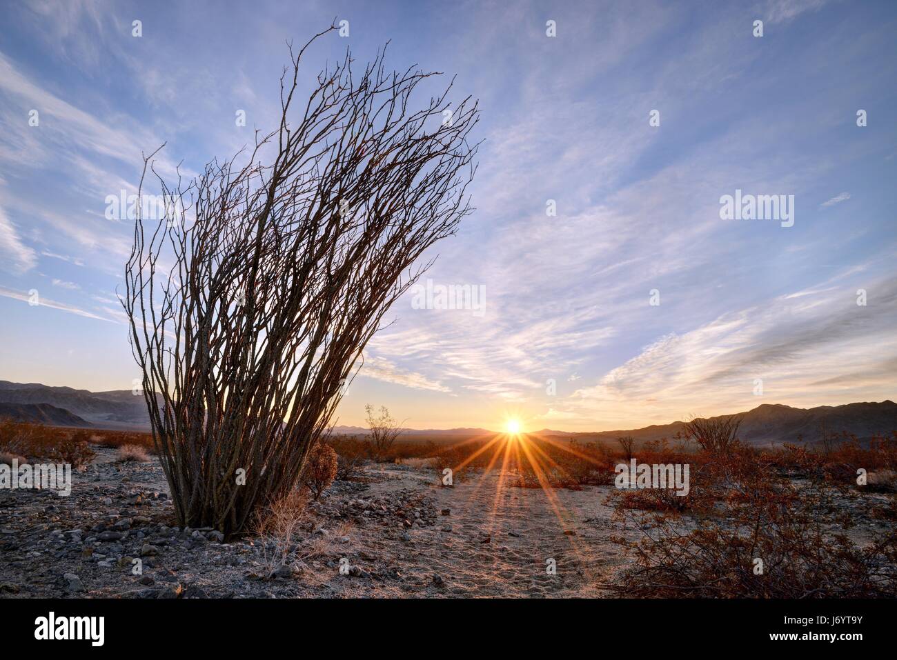 Ocotillo Cactus at Sunrise, Parc national de Joshua Tree, Californie, États-Unis Banque D'Images