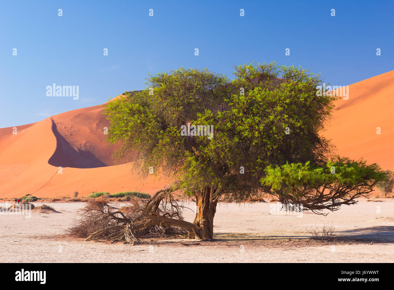 La ville pittoresque de Sossusvlei et Deadvlei, d'argile et de sel avec arbres d'Acacia tressé entouré par de majestueuses dunes de sable. Le Parc National Namib Naukluft, principales Banque D'Images