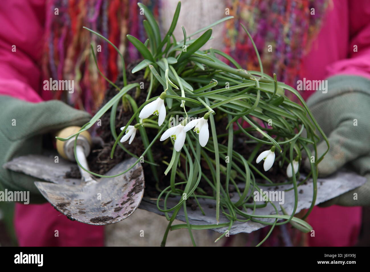 Un bouquet d'fraîchement extraits perce-neige (Galanthus nivalis) "dans le vert" menées par des femmes en avant de jardinier et de replantation de division en jardin anglais Banque D'Images