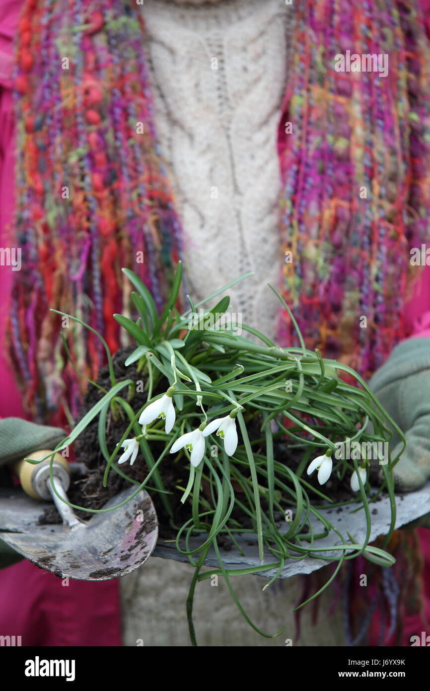 Un bouquet d'fraîchement extraits perce-neige (Galanthus nivalis) "dans le vert" menées par des femmes en avant de jardinier et de replantation de division en jardin anglais Banque D'Images