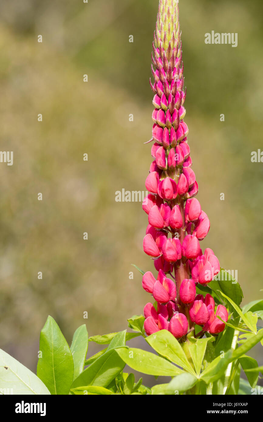 Fleurs rose-rouge en un seul épi de la floraison au début de l'été, lupin Lupinus 'La page' Banque D'Images