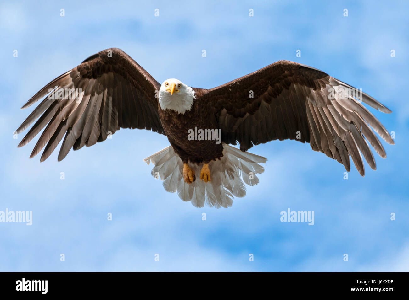 Gros plan de l'oiseau emblématique des États-Unis face caméra avec ailes déployées en vol Banque D'Images Gros plan de l'oiseau emblématique des États-Unis face caméra avec ailes déployées en vol Banque D'Images