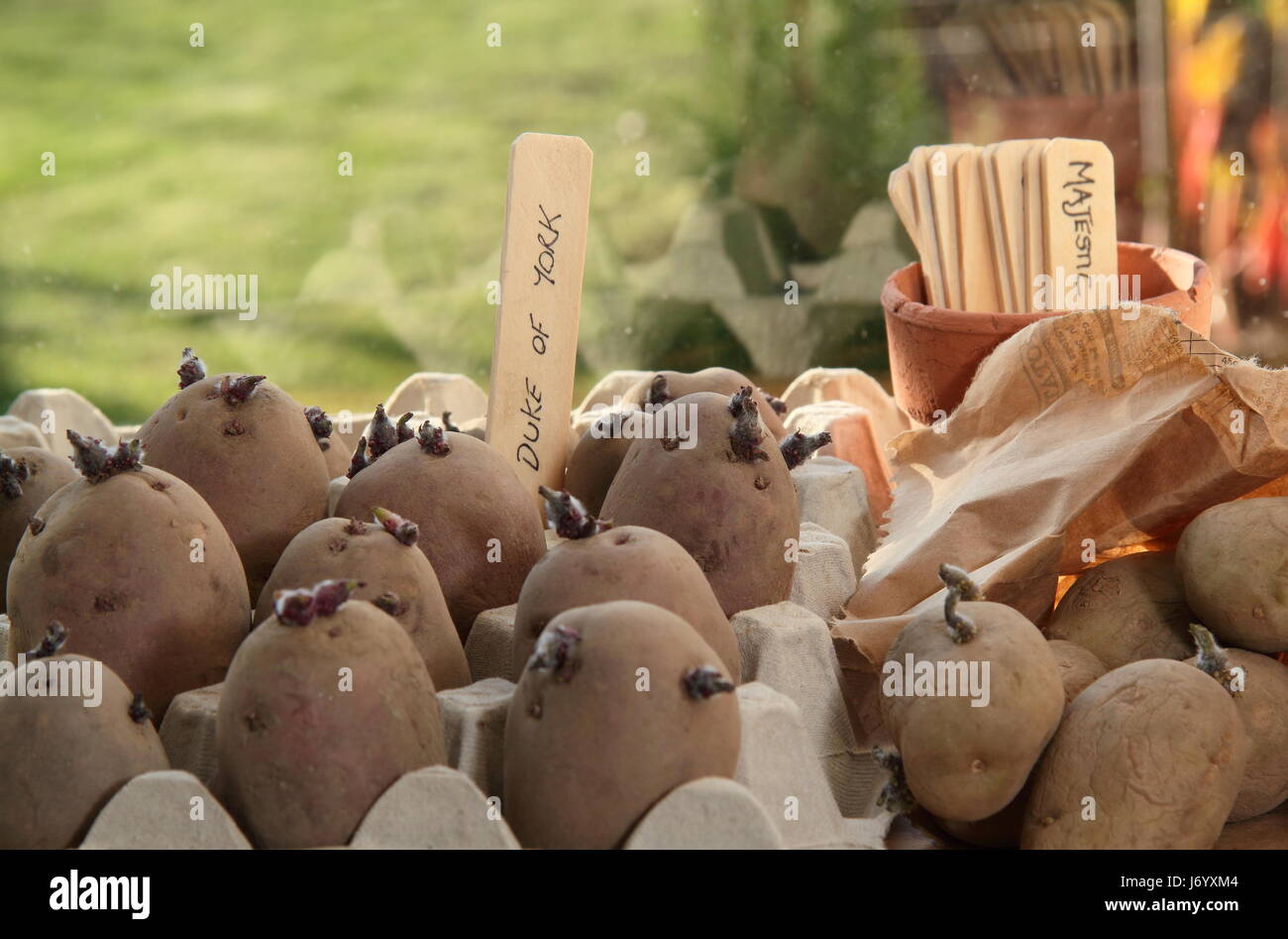 Les plants de pommes de terre dans des contenants d'oeufs fort chitting à l'intérieur sur un rebord de fenêtre vives et chaudes, afin d'encourager une forte shoots avant de planter dans un jardin anglais Banque D'Images