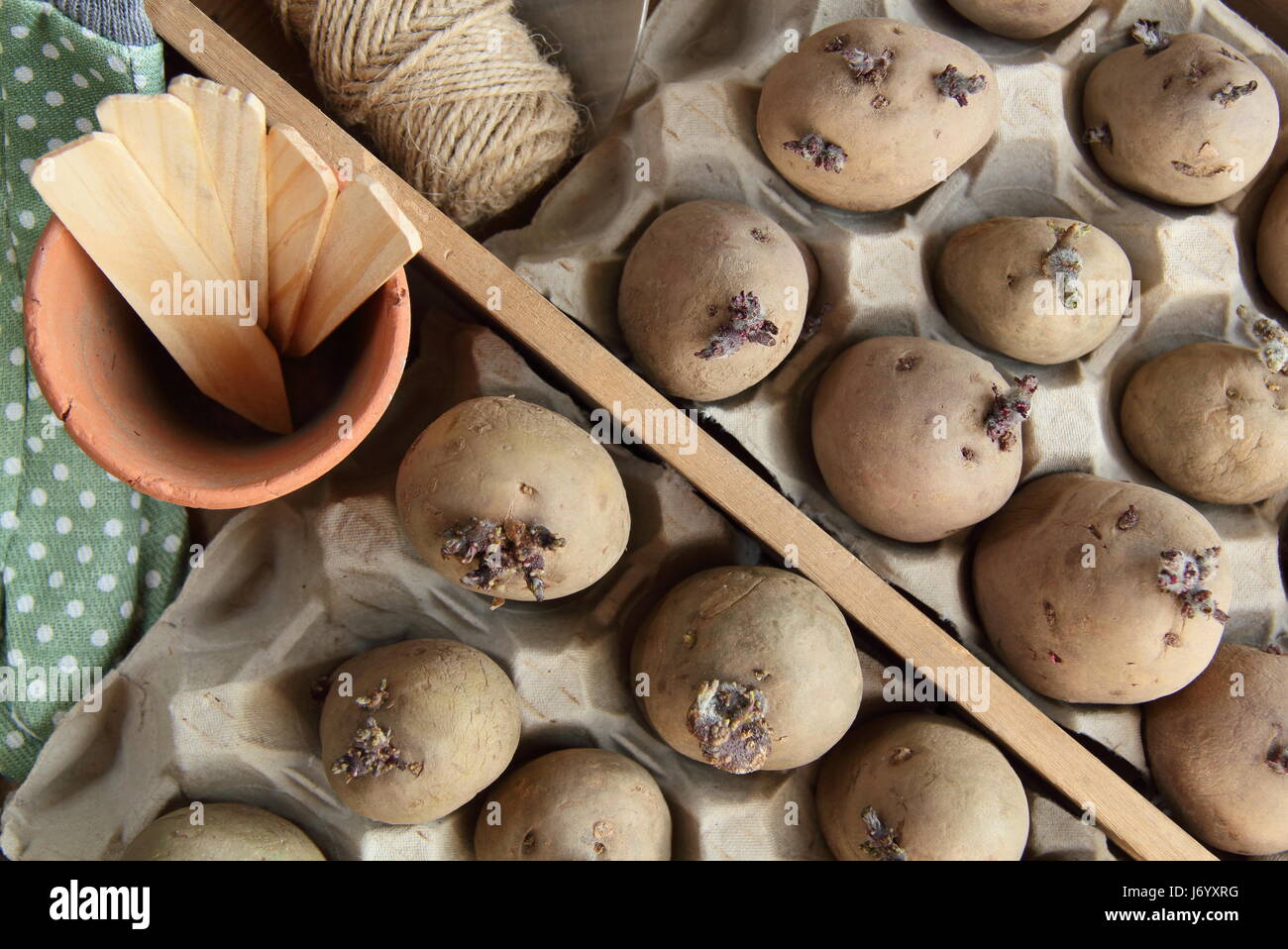 Variétés de plants de pommes de terre dans des contenants d'oeufs fort chitting à l'intérieur sur un plateau en bois, afin d'encourager une forte shoots avant de planter dans un jardin anglais Banque D'Images