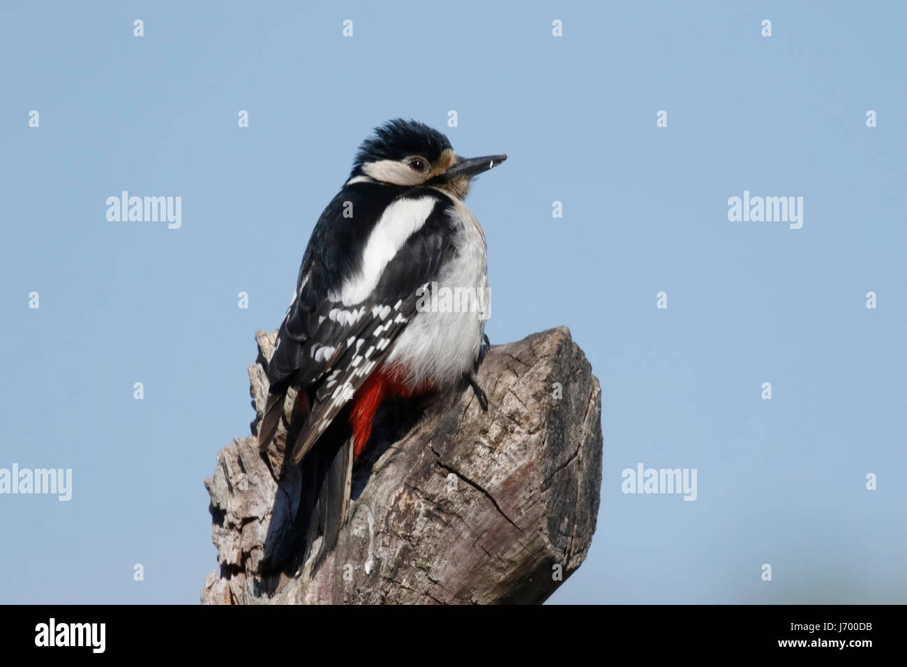 Great spotted woodpecker (Dendrocopos major) adulte perché sur souche d'arbre, Roumanie Banque D'Images