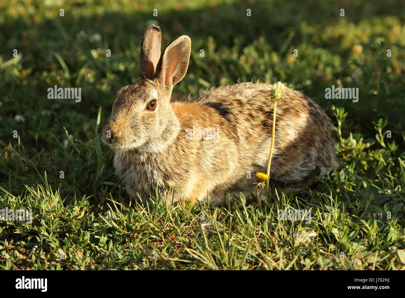 Un Jackrabbit reposant sur un matin d'été dans les badlands du Dakota du Nord. Banque D'Images