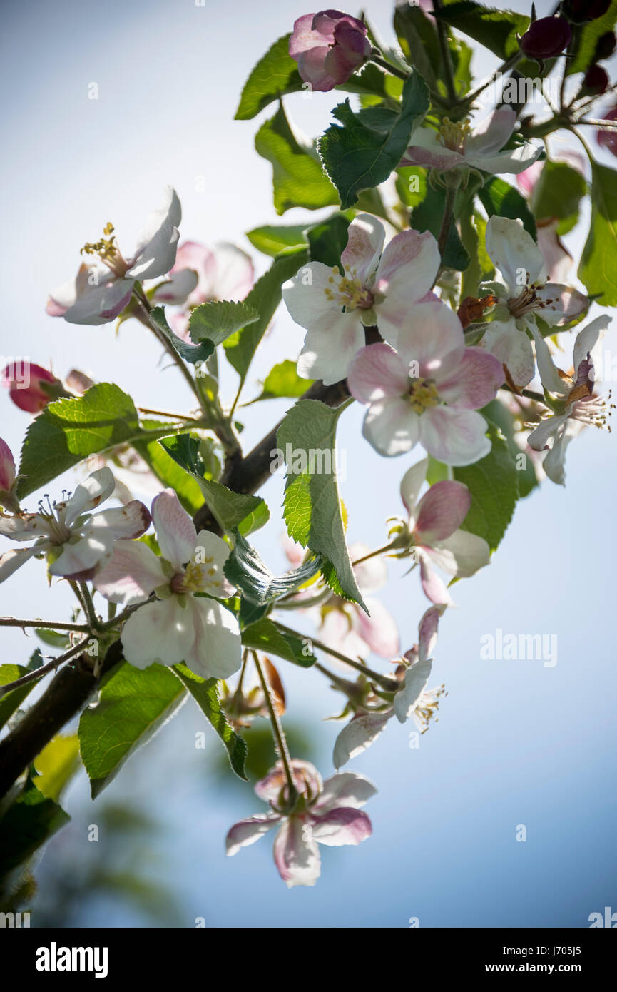 cerisiers en fleurs Banque D'Images