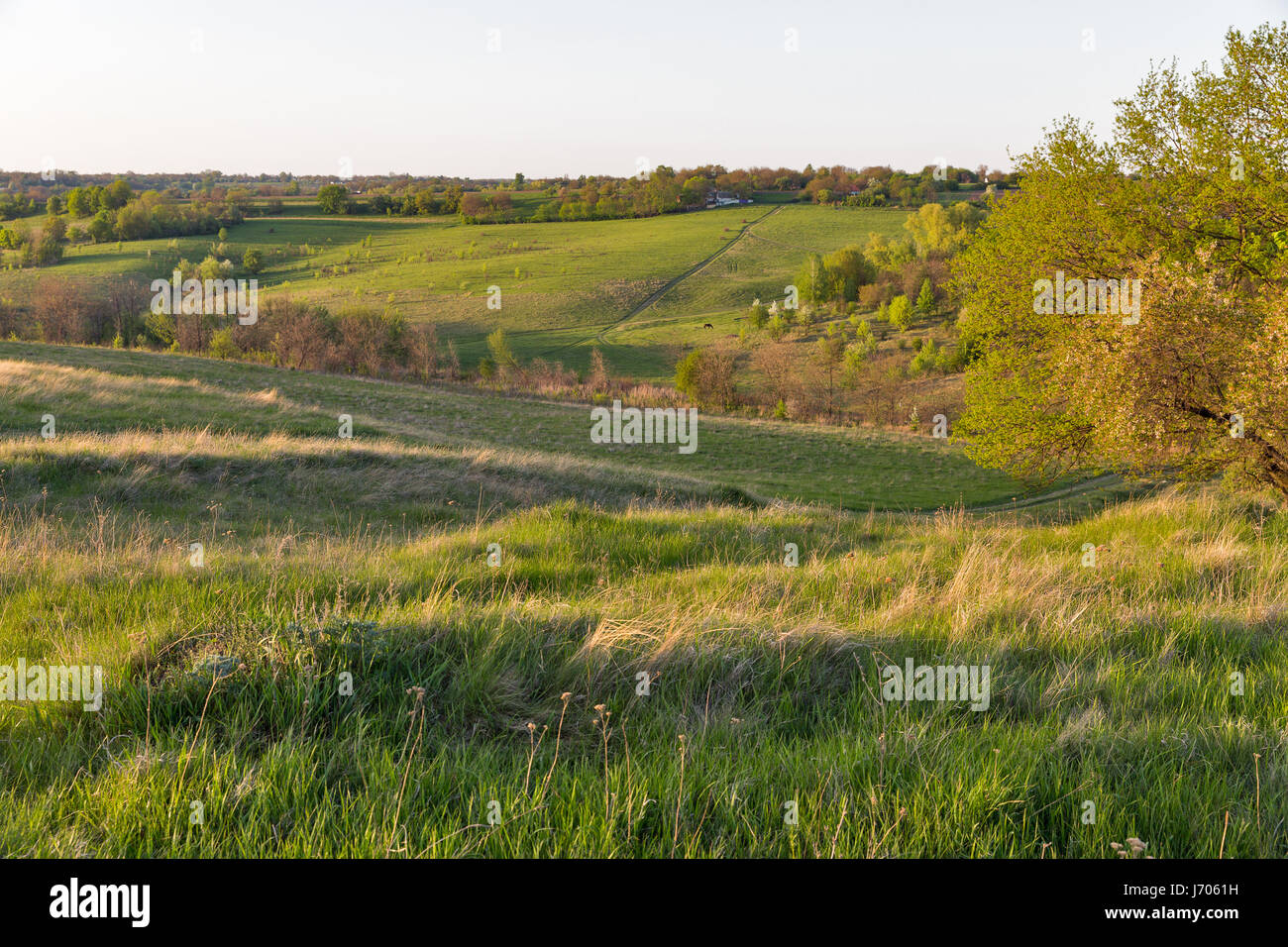 Beau paysage de pâturages d'été en milieu rural au coucher du soleil. Moryntsi, Centre de l'Ukraine. Banque D'Images